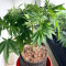 Legendary OG Punch (Legendary Punch) Seeds