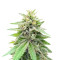 Lord Kush Seeds (Delicious Seeds)