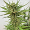 Sementes Feminizadas de Orange Apricot Glue XL Auto (Sweet Seeds Auto)
