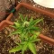 West Coast O.G. Seeds