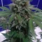 Caramelo Early Version Seeds (Delicious Seeds) - Cannabis Strain Seeds for Sale