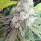 Purple Punch Seeds (Barney's Farm) - Cannabis Strain Seeds for Sale