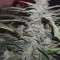 Buy Wedding Cake Auto feminized seeds by Barney's Farm