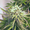 Shogun feminized seeds for sale: information and reviews