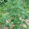 Apple Betty Seeds - Cannabis Strain Seeds for Sale