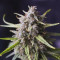Hawaiian Snow fem: sementes para venda, informações de cepas e avaliações de clientes