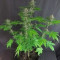 DDoS #33 Seeds (Herbies Seeds) - Cannabis Strain Seeds for Sale