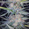 Gorilla (Gorilla Glue #4) จาก Expert Seeds