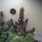 Auto Blackberry Kush Seeds