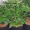Buddha Purple Kush Auto feminized seeds for sale: information and reviews