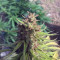Black Cherry Punch Seeds - Cannabis Strain Seeds for Sale