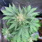 Achetez des graines féminisées Cherry Cola Auto par Fast Buds