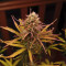Strawberry Pie Seeds - Cannabis Strain Seeds for Sale