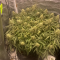 Mimosa x Orange Punch Seeds (Barneys Farm)