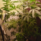 Mimosa EVO Seeds (Barney’s Farm) - Cannabis Strain Seeds for Sale
