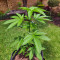 Somango XXL (Nirvana Seeds)