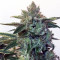 Sticky Z Glue feminized seeds