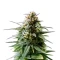 Auto Orange Gorilla XL Seeds (Original Sensible Seeds)