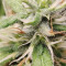 Big Bud feminized seeds (Seedstockers)