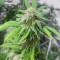 Blueberry Hill Seeds (Herbies Seeds)