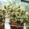 Bubba Delight Regular (CannaBioGen)