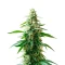Charlottes Web Seeds