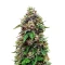 Cosmic Cheddar F1 Seeds (Royal Queen Seeds)