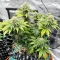 Semi femminizzati di Crème De la Chem Auto