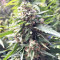 Graines de cannabis DJ’s Gold (DNA Genetics)