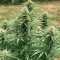 Doctor Shiva Auto (Flash Seeds)