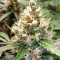 Grandaddy Purple Auto
