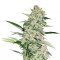 Hash Fruit Regular (CannaBioGen)