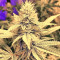 Larry OG Kush Seeds