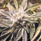Larry OG Kush Seeds