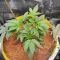 Semillas Feminizadas Mandarin Cookies R1 V2 (Ethos Genetics)