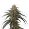 Sementes Feminizadas de Mango Frost Auto (Fast Buds)