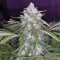 Smoothie Auto (Fast Buds)