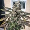 Sour Diesel Seeds