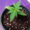 Graines de cannabis Speed Haze (Blackskull Seeds)