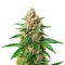 Willie Nelson Seeds