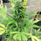 Z Auto (Fast Buds)