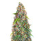 Sementes Feminizadas Strawberry Cheesecake Auto (Barney's Farm)