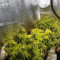 Graines de cannabis Sugar Breath (Humboldt Seeds Organization)