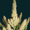 Semi Femminizzati Wedding Glue Auto (Seedstockers)