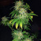 WiFi Kush Feminized Seeds (AlphaFem Seeds)