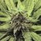 Honey Cream fem (Fast Flowering)