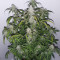 Mix Pack Seeds (Seedstockers)