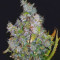 Blueberry 420 Auto Seeds