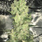 CBD 1:1 Silver Lime Haze (Seedstockers)