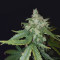 Cheese Auto (Funky Skunk Auto) feminized seeds